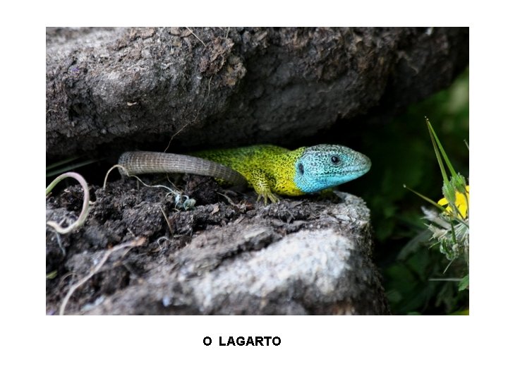 O LAGARTO 