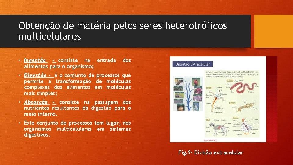 Obtenção de matéria pelos seres heterotróficos multicelulares • Ingestão - consiste na entrada alimentos