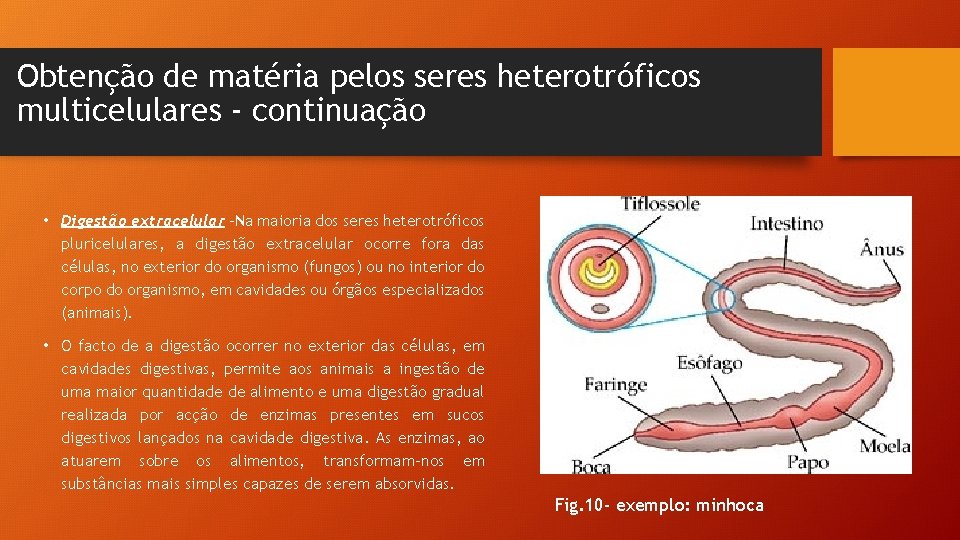 Obtenção de matéria pelos seres heterotróficos multicelulares - continuação • Digestão extracelular -Na maioria