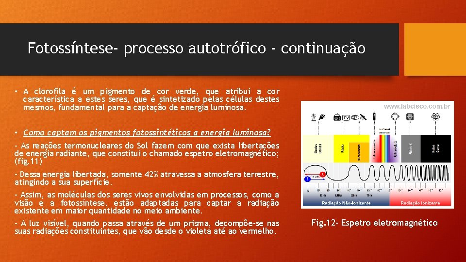 Fotossíntese- processo autotrófico - continuação • A clorofila é um pigmento de cor verde,