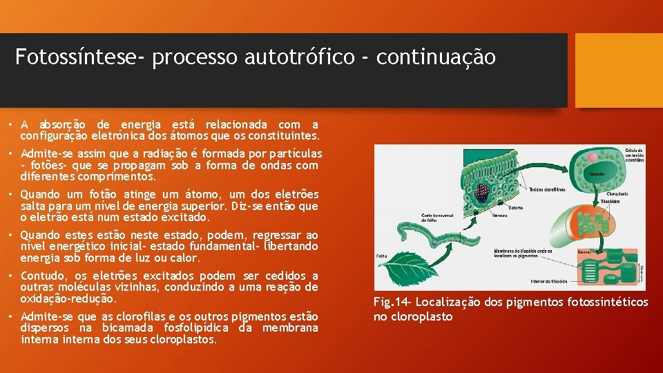 Fotossíntese- processo autotrófico - continuação • A absorção de energia está relacionada com a