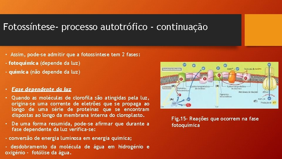 Fotossíntese- processo autotrófico - continuação • Assim, pode-se admitir que a fotossintese tem 2