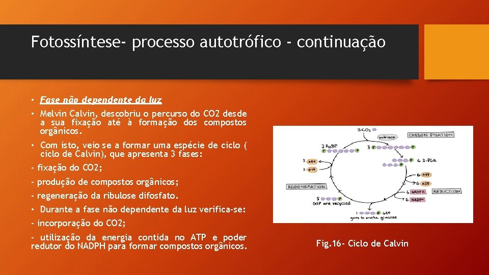 Fotossíntese- processo autotrófico - continuação • Fase não dependente da luz • Melvin Calvin,