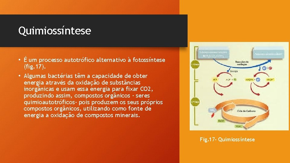 Quimiossíntese • É um processo autotrófico alternativo à fotossíntese (fig. 17). • Algumas bactérias