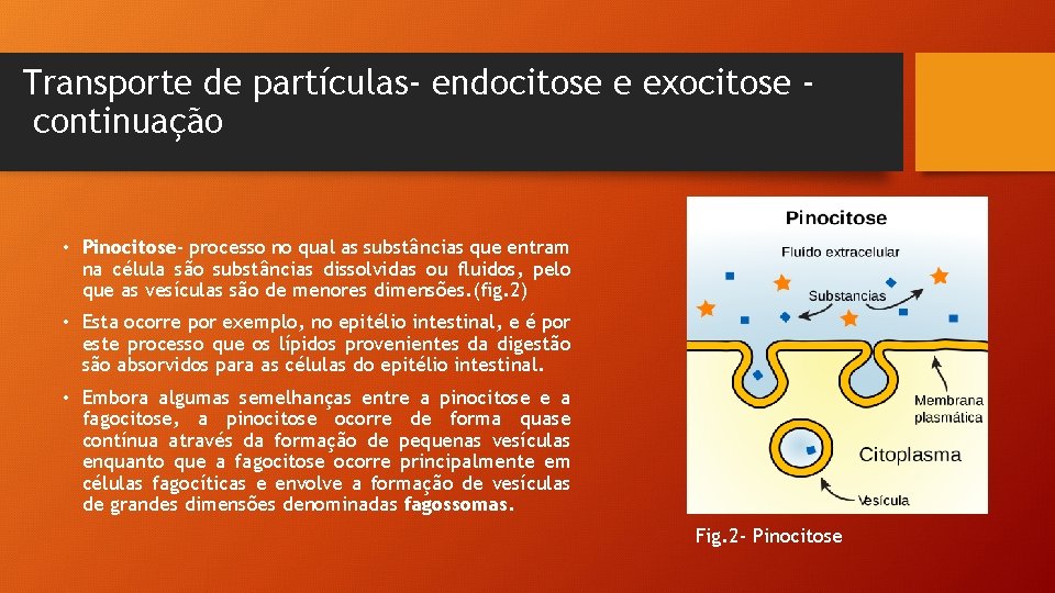 Transporte de partículas- endocitose e exocitose continuação • Pinocitose- processo no qual as substâncias