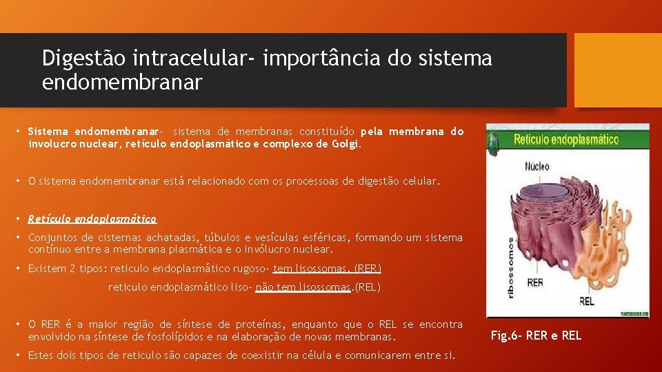 Digestão intracelular- importância do sistema endomembranar • Sistema endomembranar- sistema de membranas constituído pela