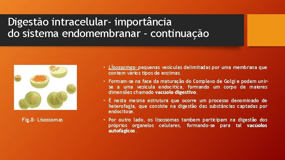 Digestão intracelular- importância do sistema endomembranar - continuação • Lisossomas- pequenas vesículas delimitadas por