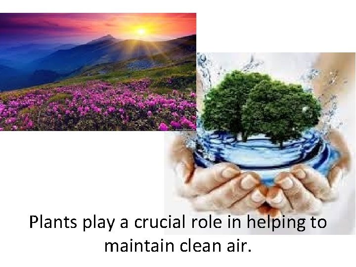 Plants play a crucial role in helping to maintain clean air. 