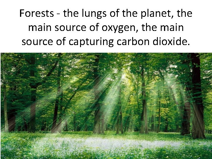 Forests - the lungs of the planet, the main source of oxygen, the main