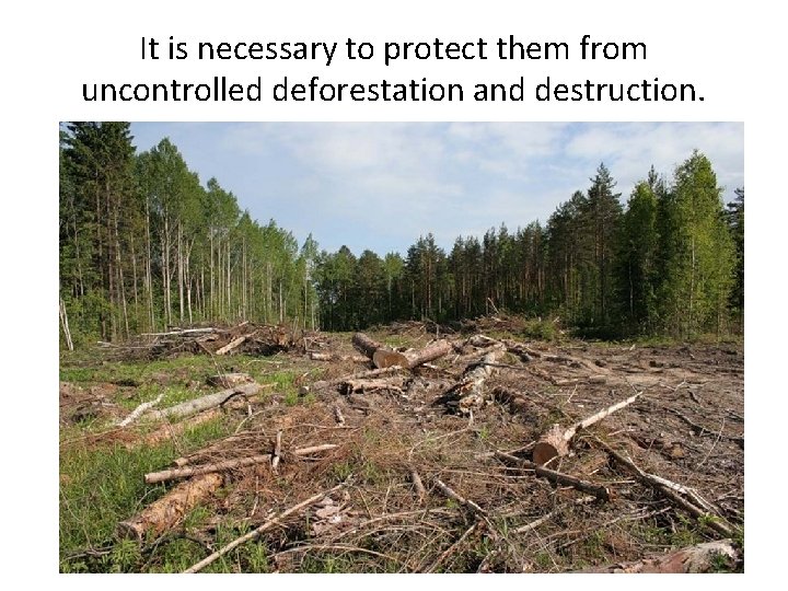 It is necessary to protect them from uncontrolled deforestation and destruction. 