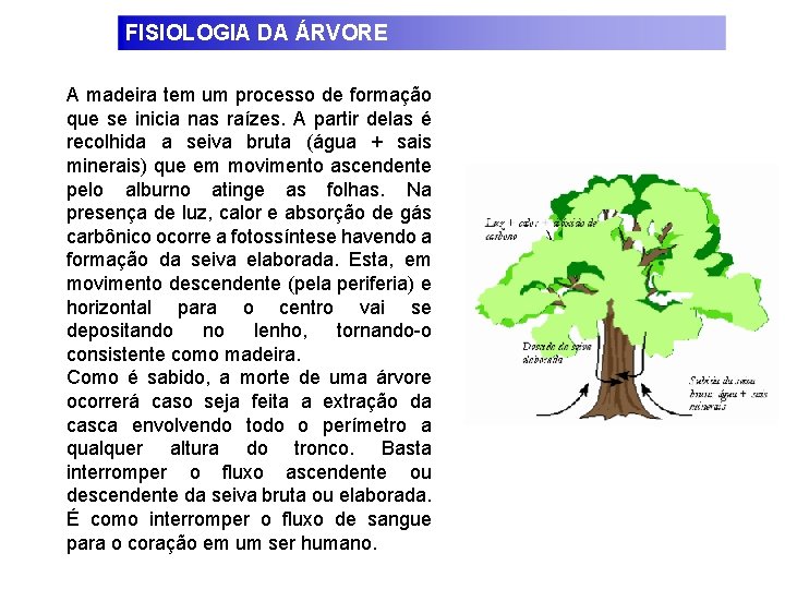 FISIOLOGIA DA ÁRVORE A madeira tem um processo de formação que se inicia nas