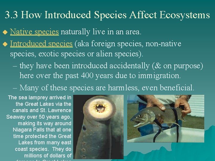 3. 3 How Introduced Species Affect Ecosystems Native species naturally live in an area.