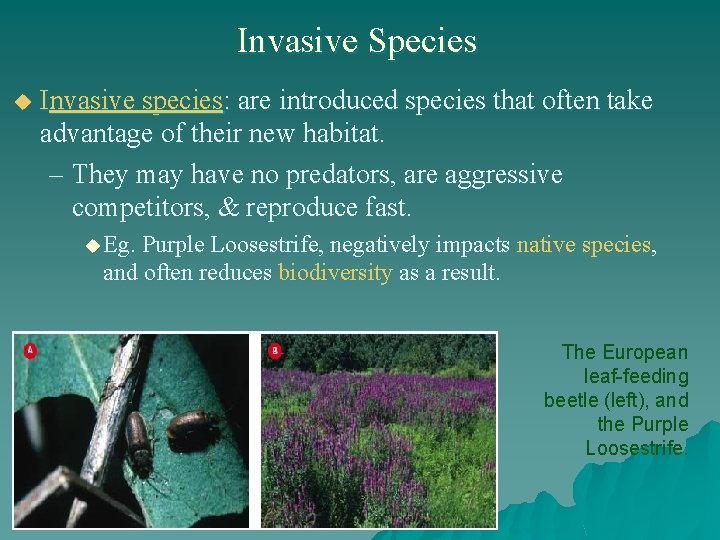 Invasive Species u Invasive species: are introduced species that often take advantage of their