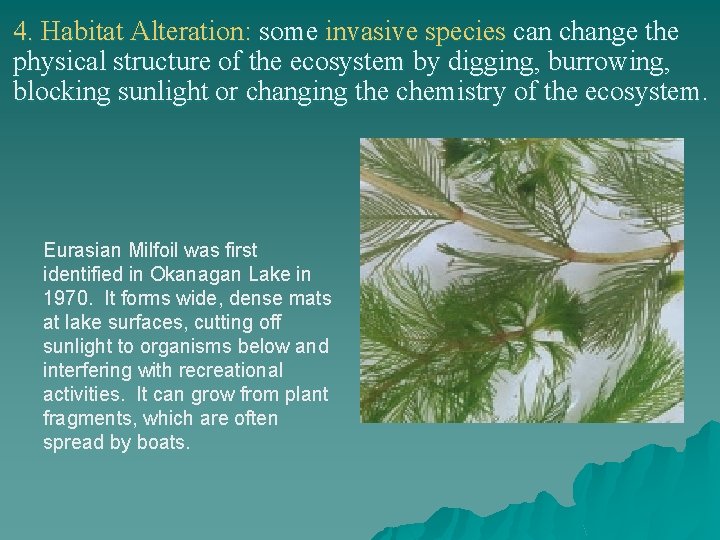 4. Habitat Alteration: some invasive species can change the physical structure of the ecosystem