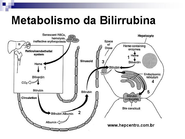 Metabolismo da Bilirrubina 