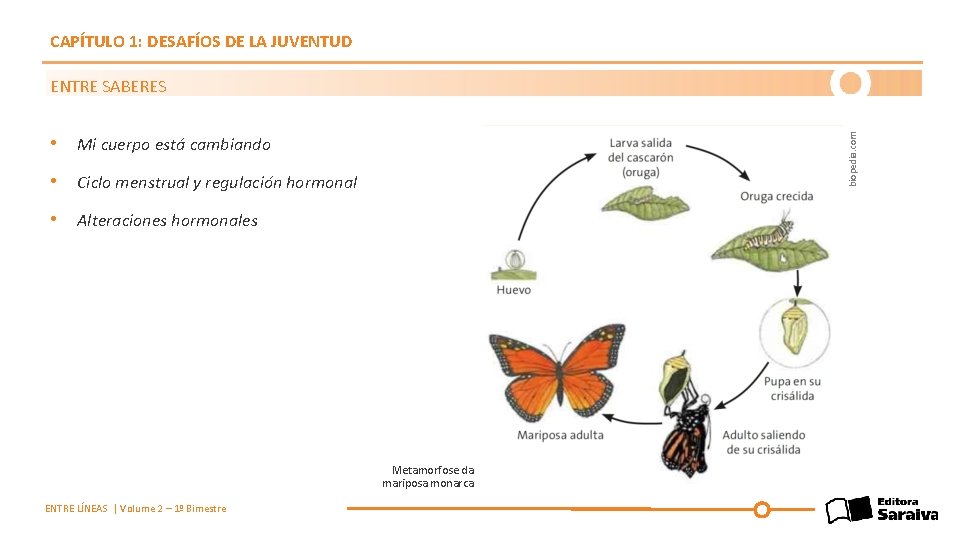 CAPÍTULO 1: DESAFÍOS DE LA JUVENTUD biopedia. com ENTRE SABERES • Mi cuerpo está