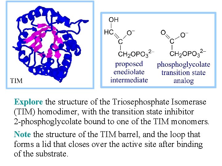 Explore the structure of the Triosephosphate Isomerase (TIM) homodimer, with the transition state inhibitor