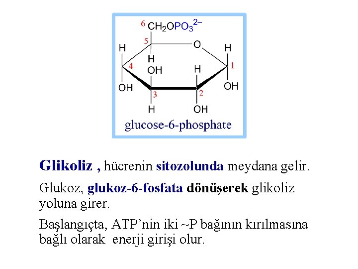 Glikoliz , hücrenin sitozolunda meydana gelir. Glukoz, glukoz-6 -fosfata dönüşerek glikoliz yoluna girer. Başlangıçta,