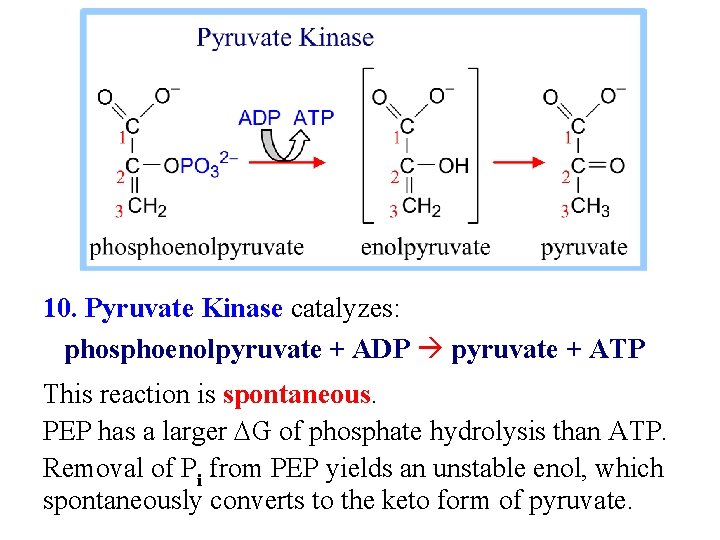 10. Pyruvate Kinase catalyzes: phosphoenolpyruvate + ADP pyruvate + ATP This reaction is spontaneous.