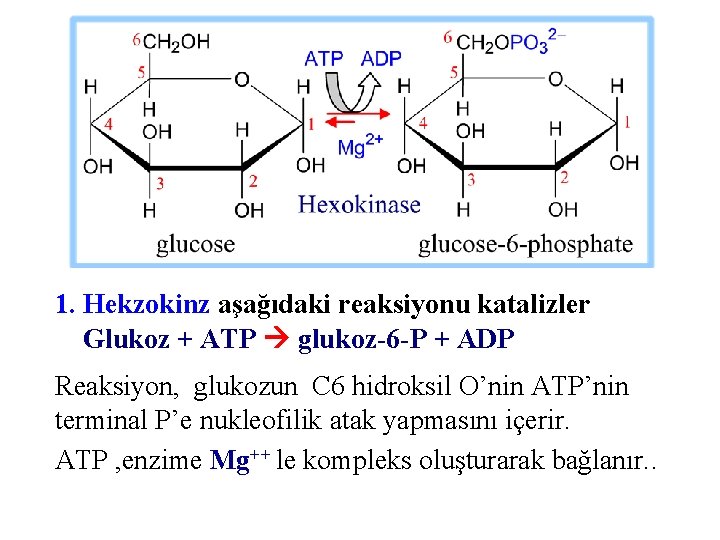 1. Hekzokinz aşağıdaki reaksiyonu katalizler Glukoz + ATP glukoz-6 -P + ADP Reaksiyon, glukozun