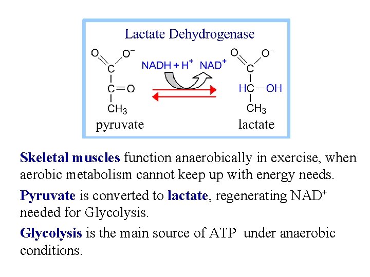 Skeletal muscles function anaerobically in exercise, when aerobic metabolism cannot keep up with energy