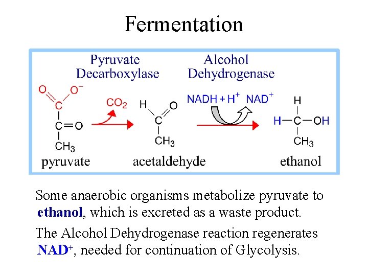 Fermentation Some anaerobic organisms metabolize pyruvate to ethanol, which is excreted as a waste