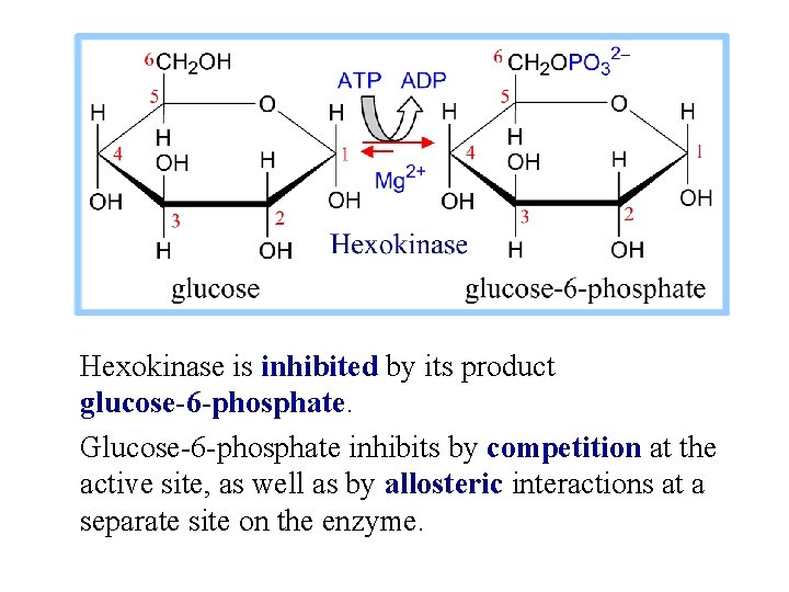 Hexokinase is inhibited by its product glucose-6 -phosphate. Glucose-6 -phosphate inhibits by competition at