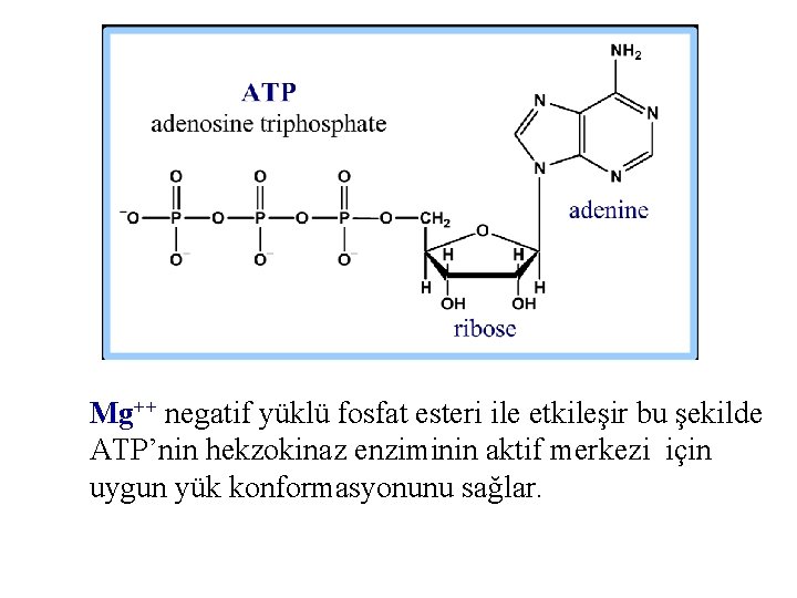 Mg++ negatif yüklü fosfat esteri ile etkileşir bu şekilde ATP’nin hekzokinaz enziminin aktif merkezi