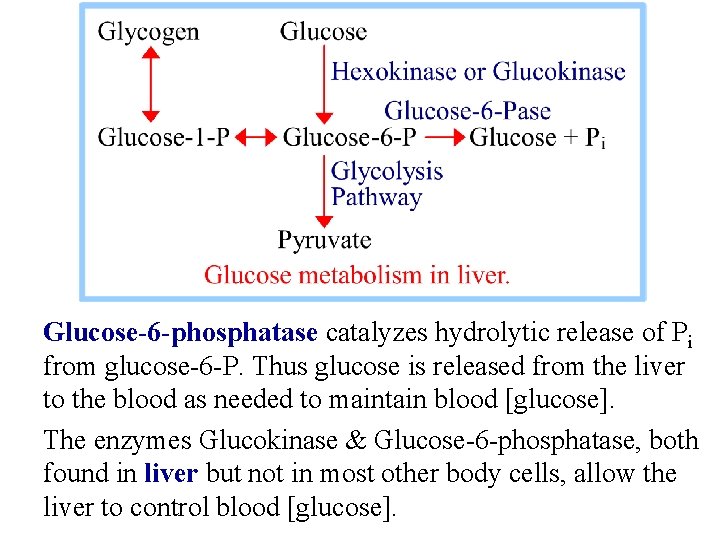 Glucose-6 -phosphatase catalyzes hydrolytic release of Pi from glucose-6 -P. Thus glucose is released