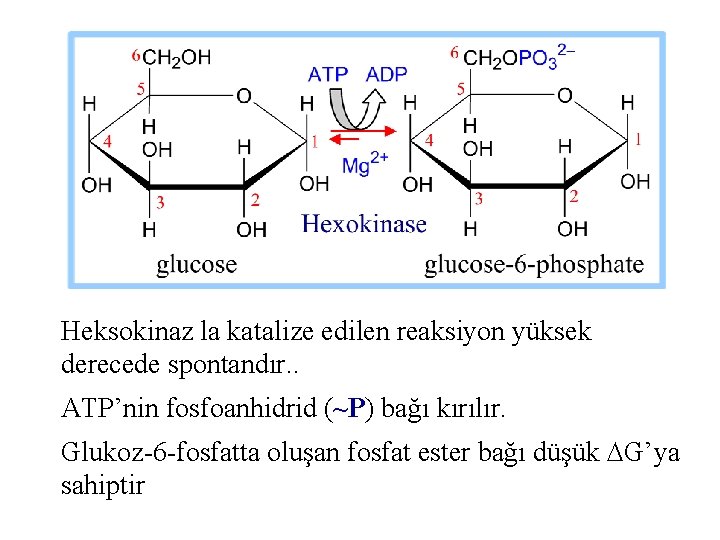 Heksokinaz la katalize edilen reaksiyon yüksek derecede spontandır. . ATP’nin fosfoanhidrid (~P) bağı kırılır.