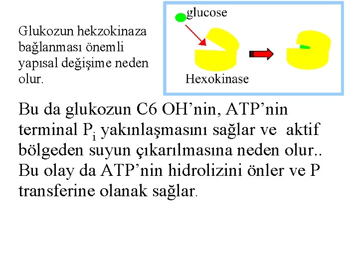 Glukozun hekzokinaza bağlanması önemli yapısal değişime neden olur. Bu da glukozun C 6 OH’nin,