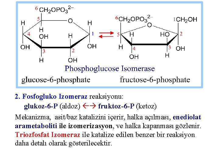 2. Fosfogluko Izomeraz reaksiyonu: glukoz-6 -P (aldoz) fruktoz-6 -P (ketoz) Mekanizma, asit/baz katalizini içerir,