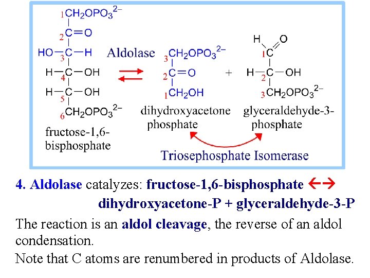 4. Aldolase catalyzes: fructose-1, 6 -bisphosphate dihydroxyacetone-P + glyceraldehyde-3 -P The reaction is an