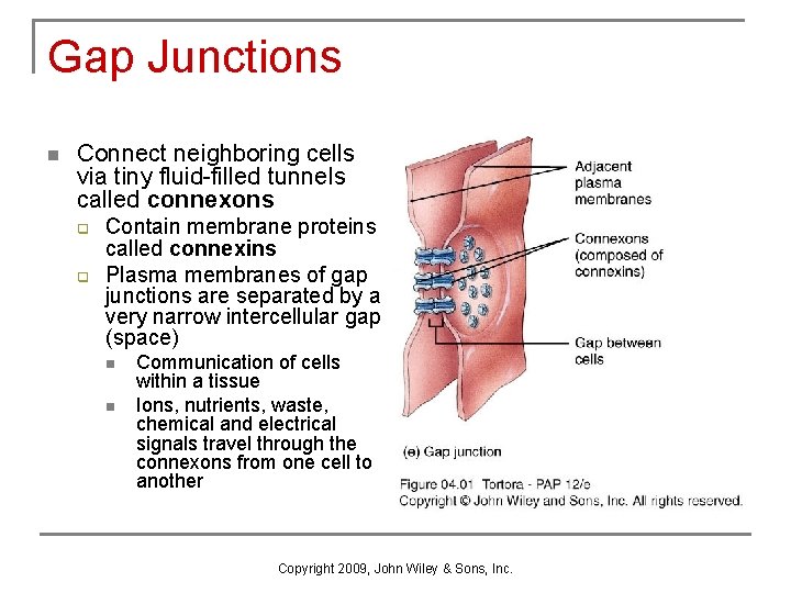 Gap Junctions n Connect neighboring cells via tiny fluid-filled tunnels called connexons q q