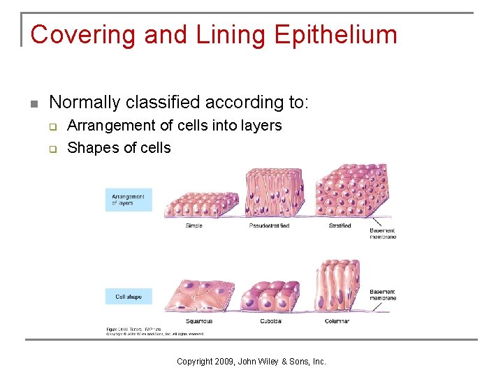 Covering and Lining Epithelium n Normally classified according to: q q Arrangement of cells