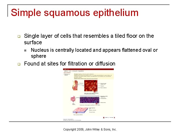 Simple squamous epithelium q Single layer of cells that resembles a tiled floor on