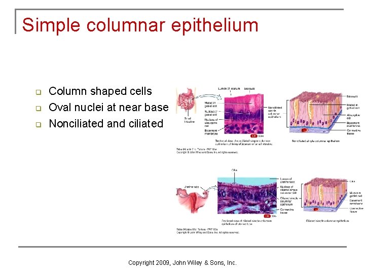 Simple columnar epithelium q q q Column shaped cells Oval nuclei at near base