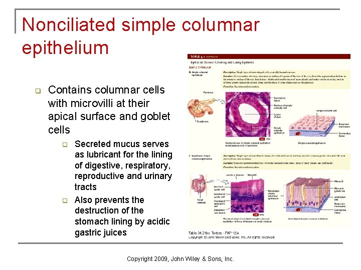 Nonciliated simple columnar epithelium q Contains columnar cells with microvilli at their apical surface