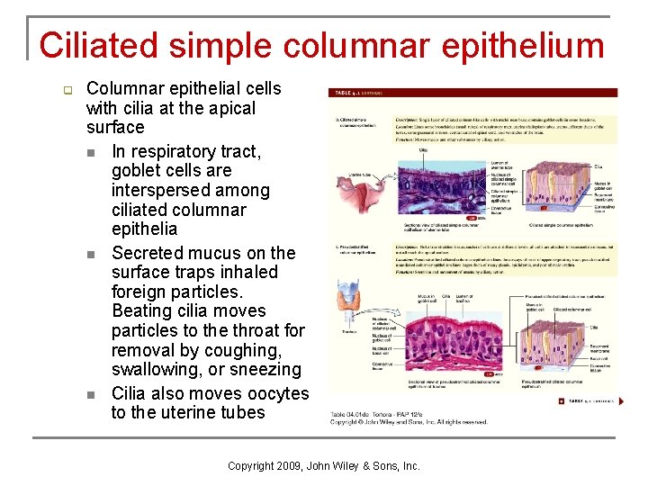 Ciliated simple columnar epithelium q Columnar epithelial cells with cilia at the apical surface