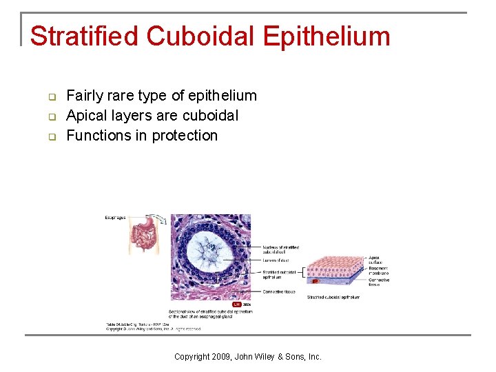 Stratified Cuboidal Epithelium q q q Fairly rare type of epithelium Apical layers are