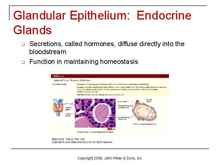 Glandular Epithelium: Endocrine Glands q q Secretions, called hormones, diffuse directly into the bloodstream