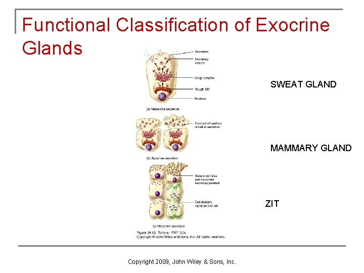 Functional Classification of Exocrine Glands SWEAT GLAND MAMMARY GLAND ZIT Copyright 2009, John Wiley