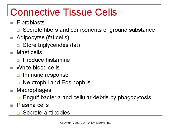 Connective Tissue Cells n n n Fibroblasts q Secrete fibers and components of ground