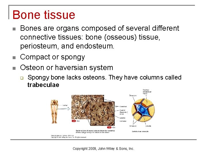 Bone tissue n n n Bones are organs composed of several different connective tissues: