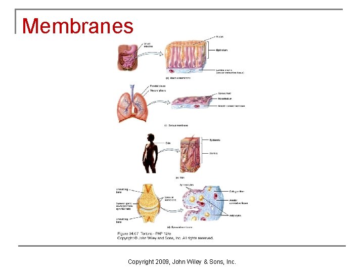 Membranes Copyright 2009, John Wiley & Sons, Inc. 