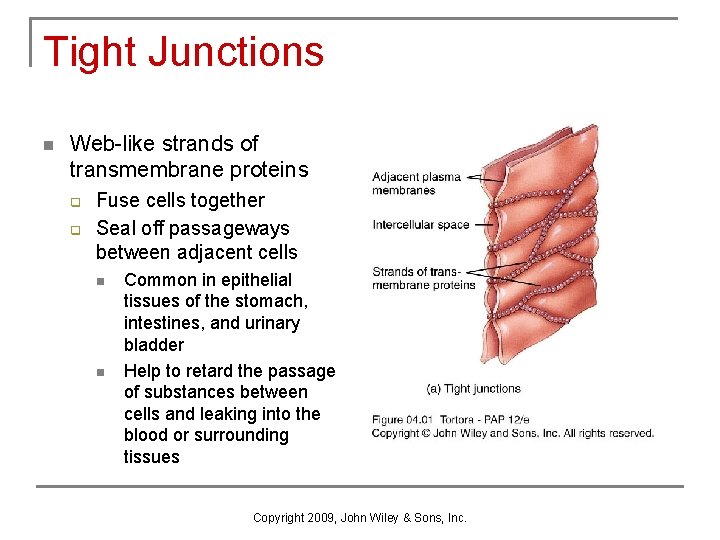 Tight Junctions n Web-like strands of transmembrane proteins q q Fuse cells together Seal