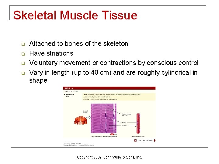 Skeletal Muscle Tissue q q Attached to bones of the skeleton Have striations Voluntary