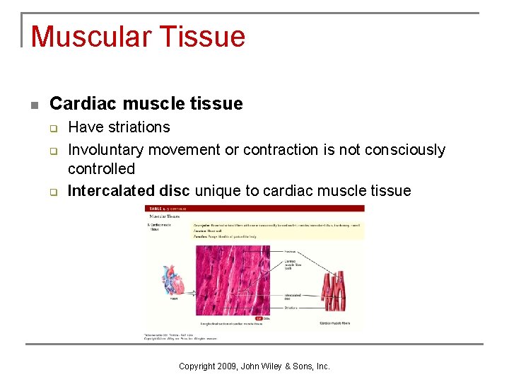 Muscular Tissue n Cardiac muscle tissue q q q Have striations Involuntary movement or