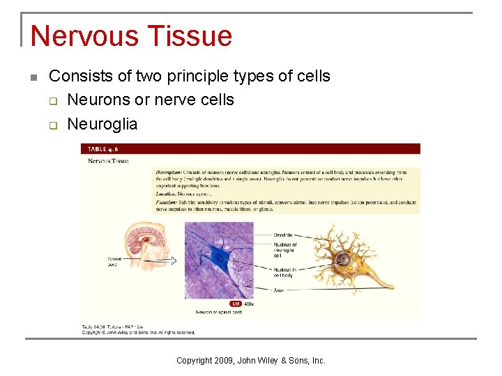 Nervous Tissue n Consists of two principle types of cells q Neurons or nerve