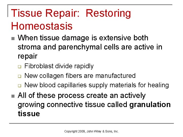 Tissue Repair: Restoring Homeostasis n When tissue damage is extensive both stroma and parenchymal